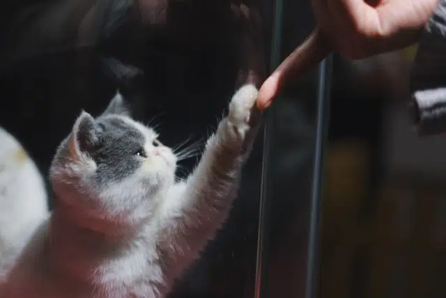 Build your pet's relationship with their cat or dog godparent