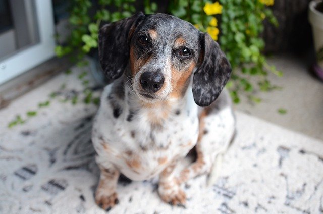 merle dachshund sitting looking at camera