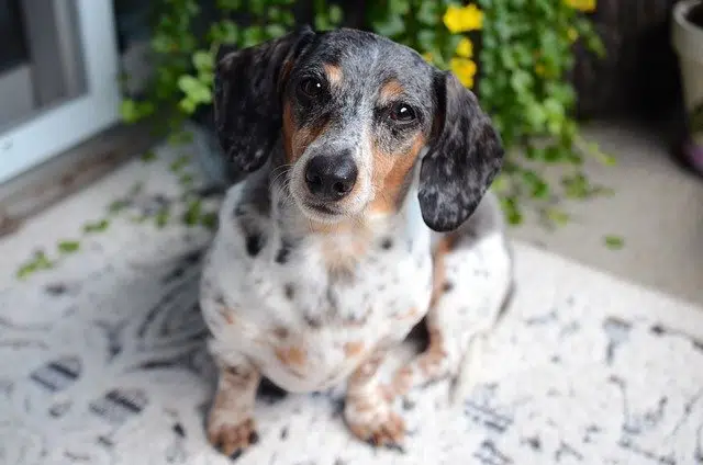 merle dachshund sitting looking at camera, daring the photographer to call him a sausage dog