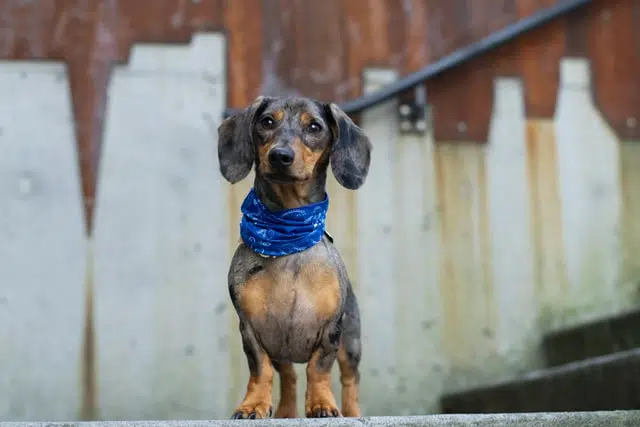 brown dachshund standing on steps thinking it's a sausage dog