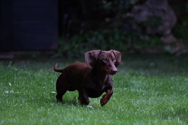 is a dachshund a weiner dog