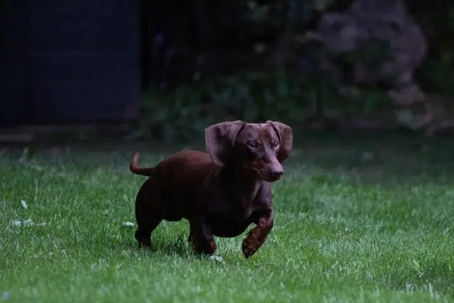 brown dachshund running on grass