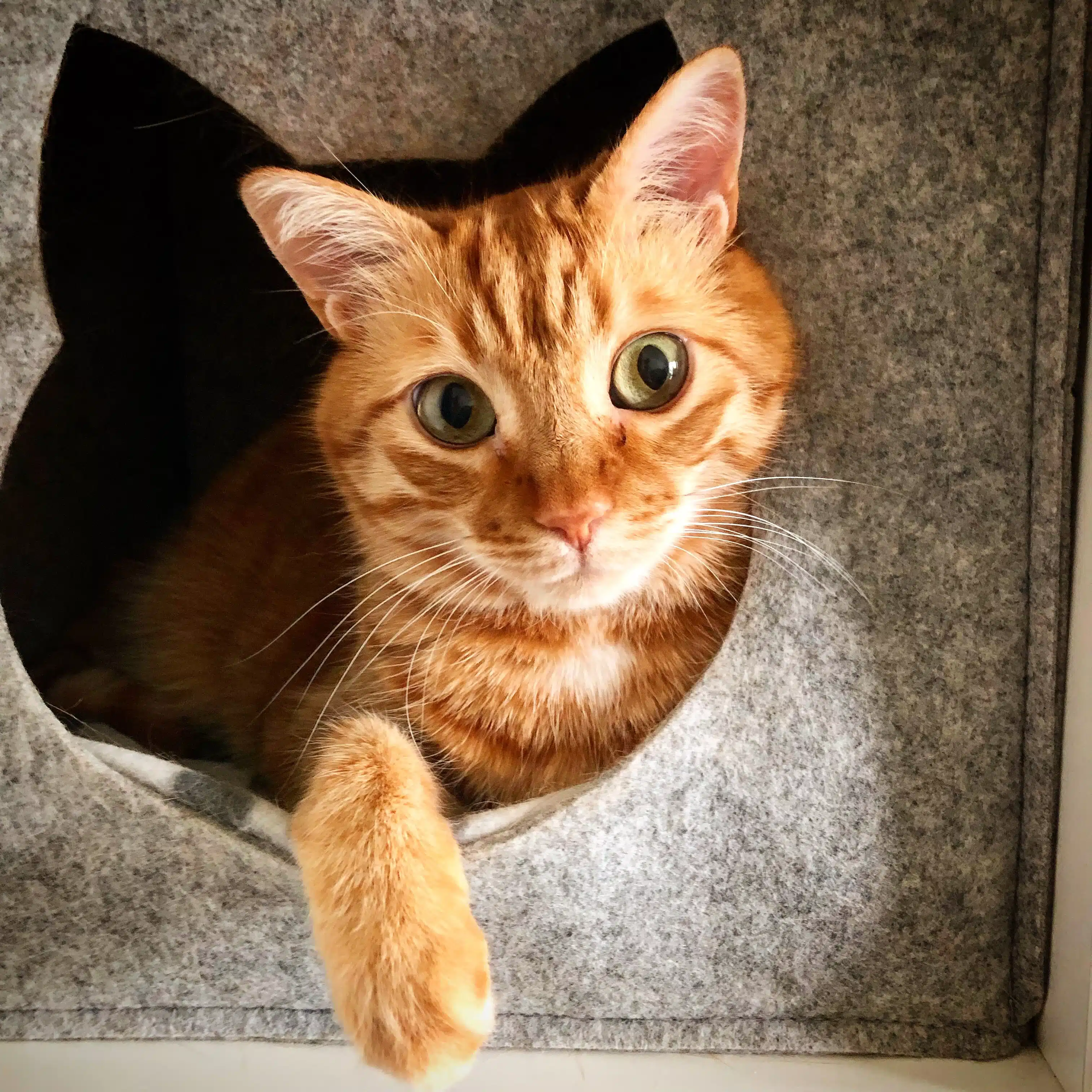 Ginger cat peeks at the camera, as it lounges in its grey boarding kennel.
