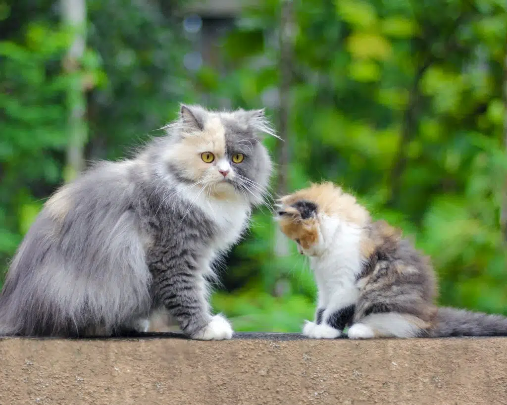 Two cats sit on wall after eating homemade cat treats