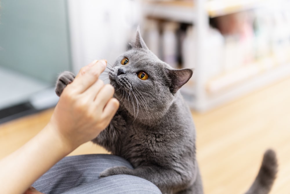 A cat eats homemade cat treats