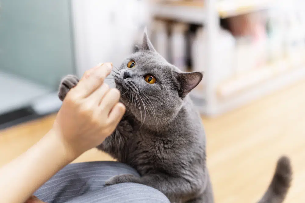 A cat eats homemade cat treats