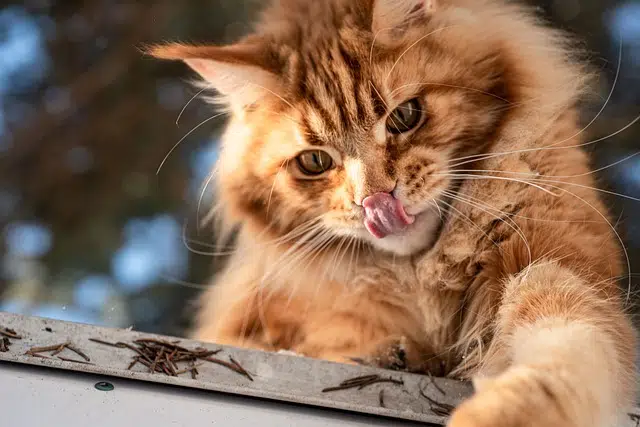 ginger maine coon cat playing 
