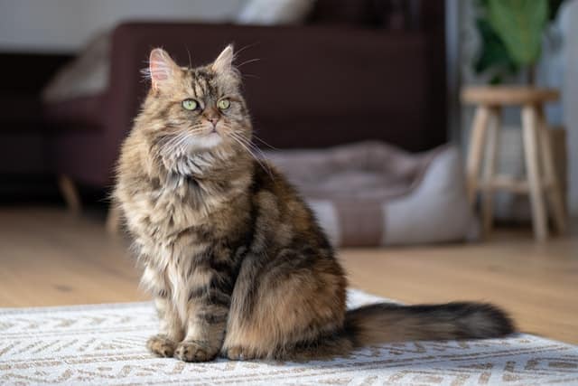 Maine coon cat sitting on rug