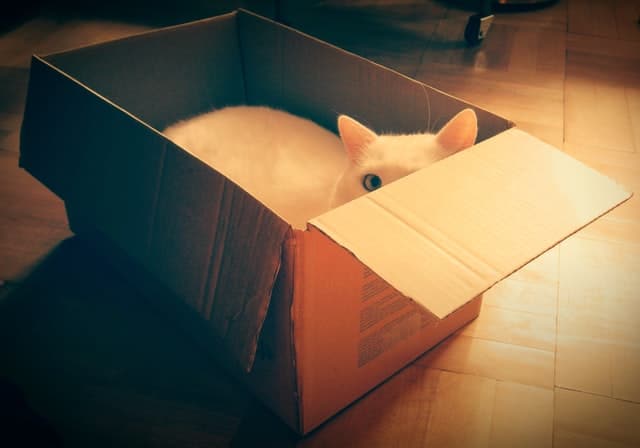 Schrödinger’s cat is one of the most famous cats in history and science.