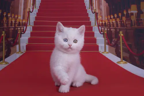 One of the most famous cats in history