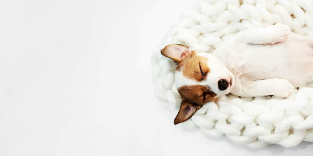 Jack Russell sleeping, happy that his pet parents got him pet insurance for puppies.