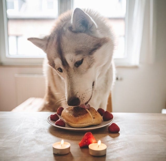 Pamper your pet with a special food treat.