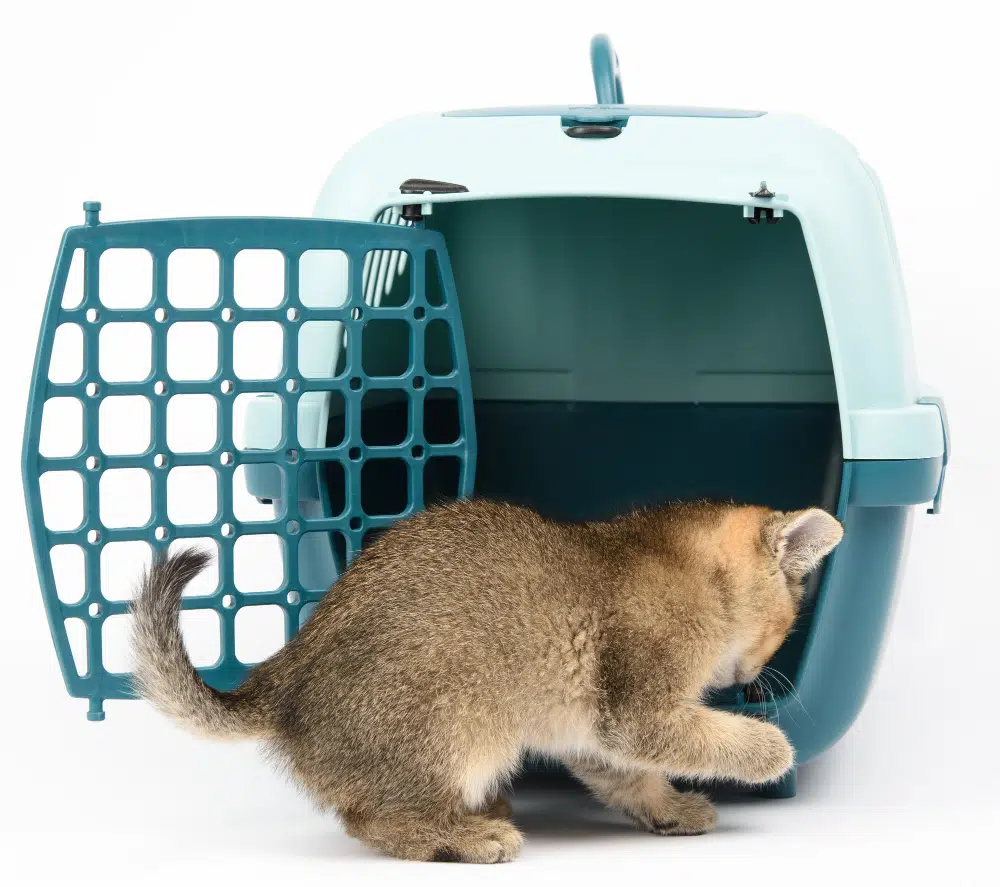 A kitten explores it's pet carrier