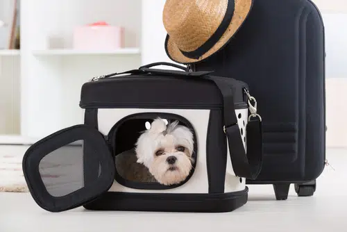 A dog sits in a soft pet carrier