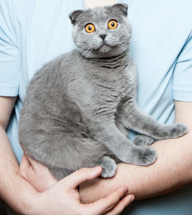 cat dad with cat after pet prenup gives him custody