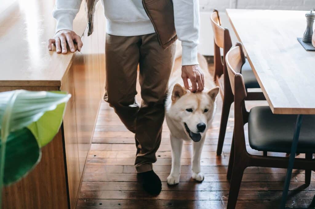 pet parent gets custody of dog with a pet prenup