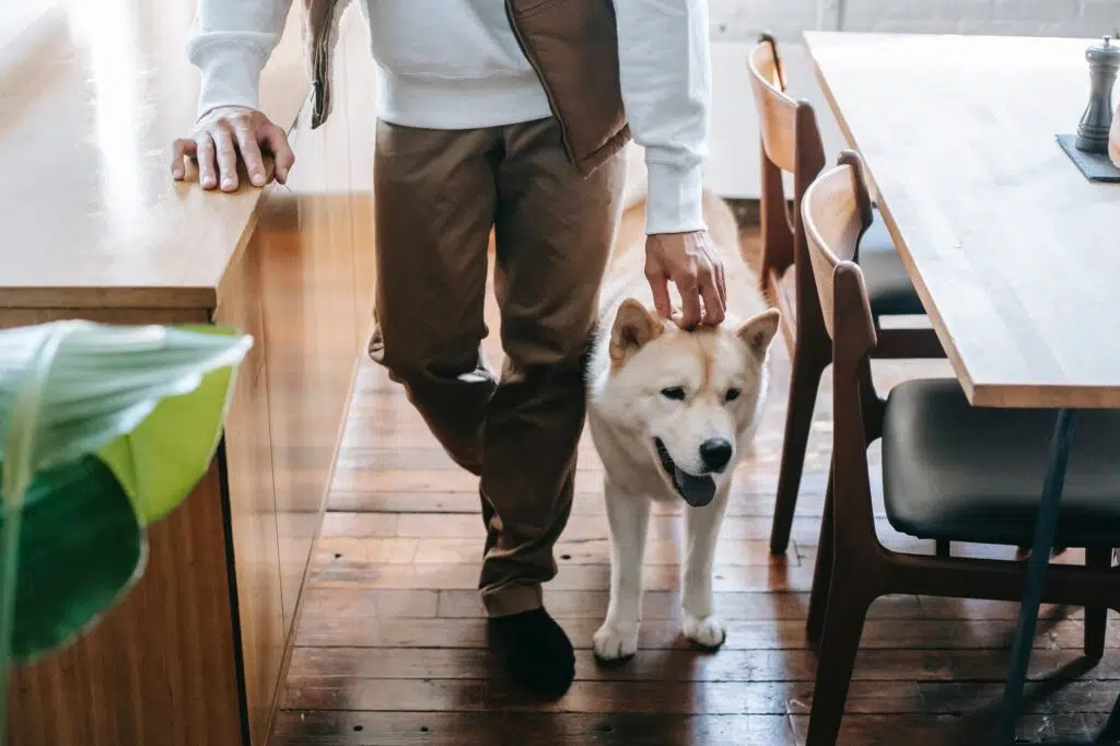 pet parent gets custody of dog with a pet prenup