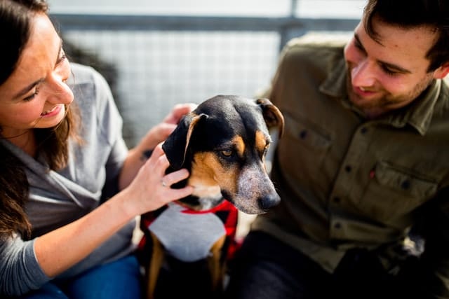 A couple gets a pet prenup for their dog