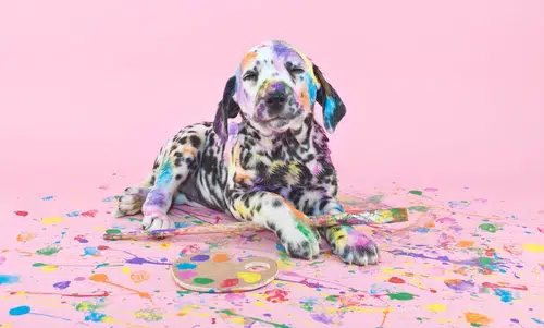 dalmatian puppy sitting in pet art and craft paint on pink background