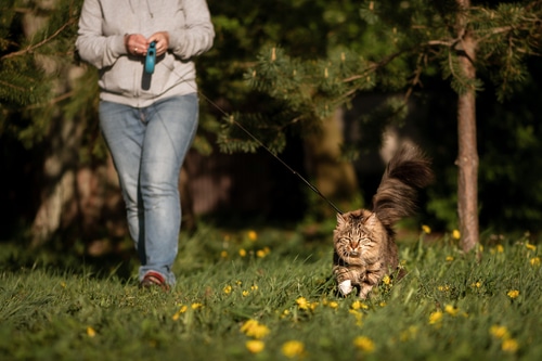 lady walking with fluffy cat on a leash outdoors in grass 