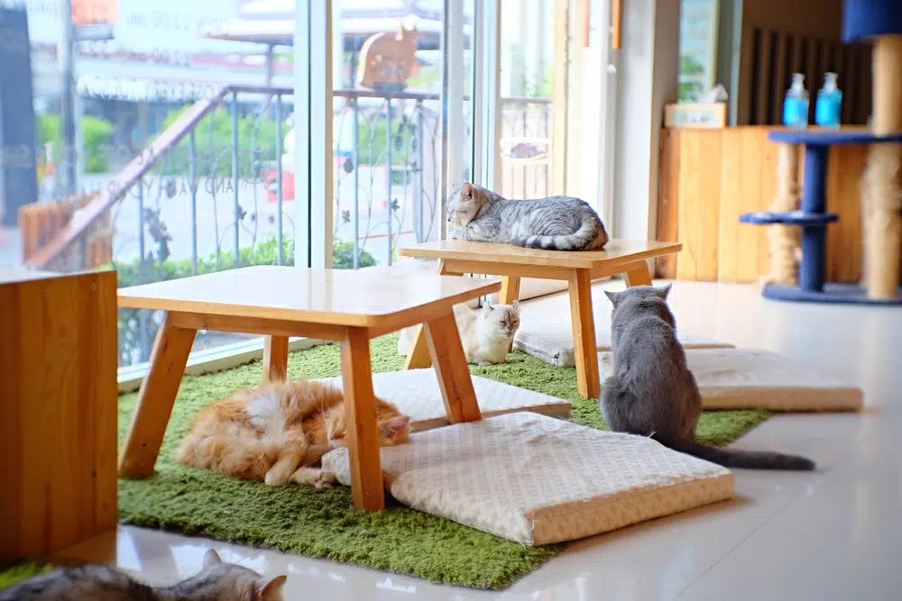 cats relax at a cat café