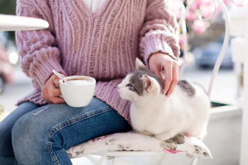 woman pets cat at a cat café