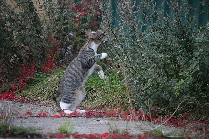 cat smells herbs to explore out what scents do cats like