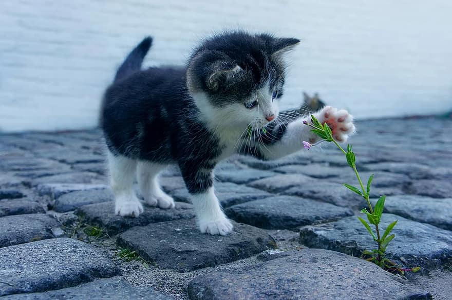 A kitten explores what scents do cats like