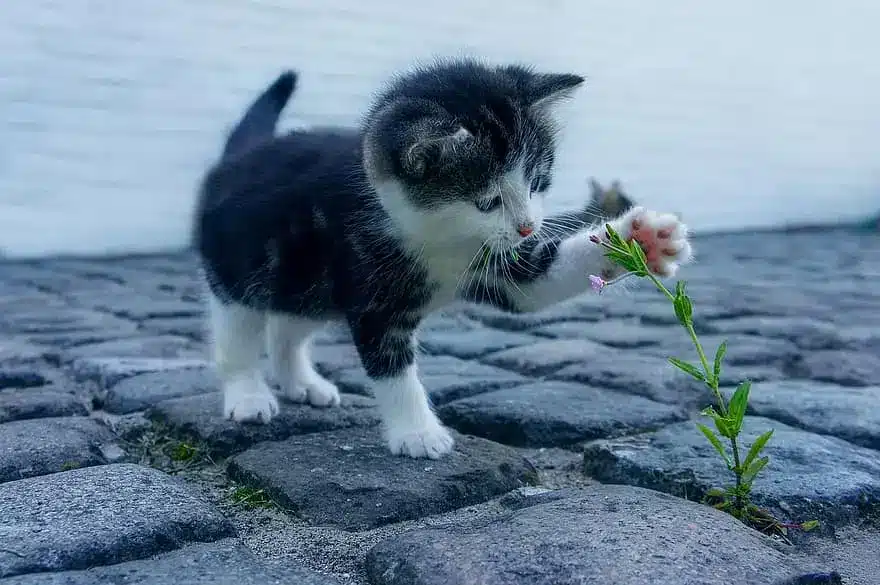 A kitten playing with a flower on a cobblestone street, showcasing their affinity for scents and curiosity.