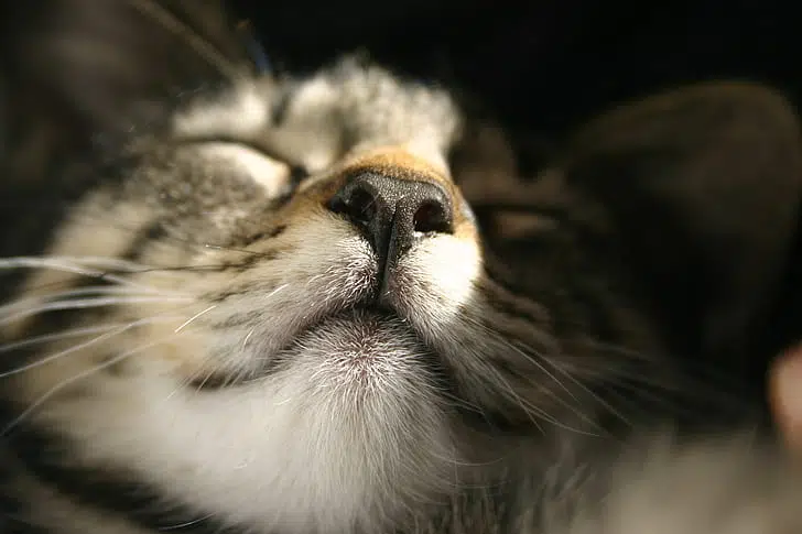 a cat noses the air seeking out scents that cats like