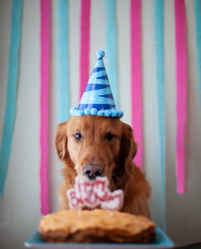 Retriever in party hat staring at dog birthday cake and candles