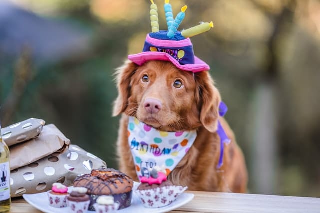 dog in front of birthday cake wearing party hat