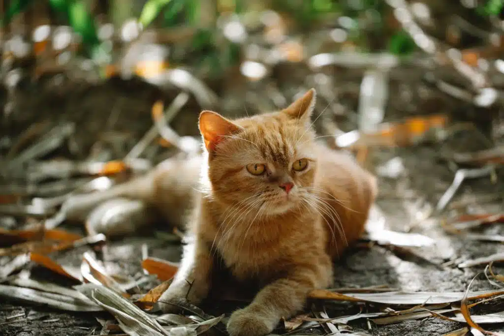 Did you know that ginger cats, like the one pictured laying on the ground, are always tabbies