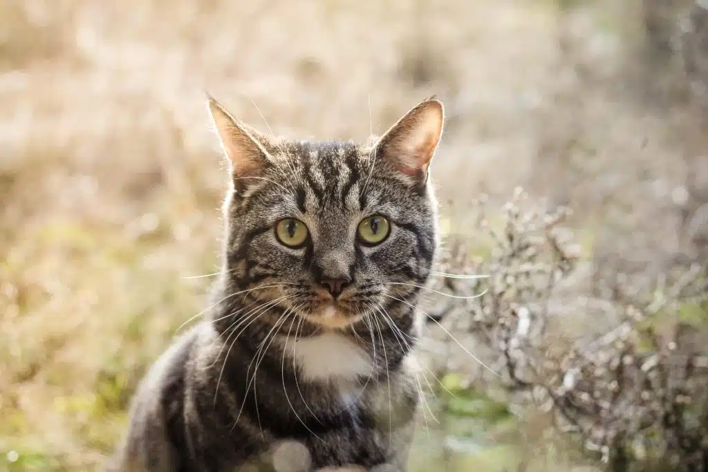 A tabby cat looking directly at the camera can be seen with an M-shaped forehead marking.