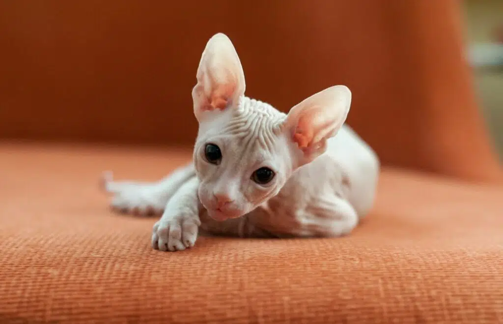 according to the internet, this Sphynx is an ugly cat breed