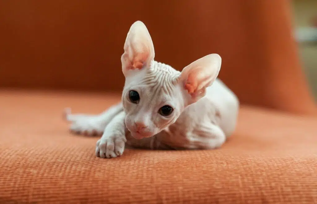 Ugly shop cat breeds