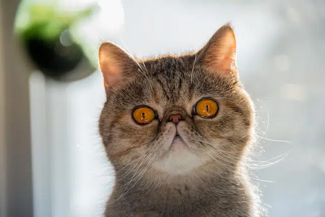 exotic shorthair cats have been called an ugly cat breed by some