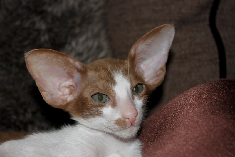 a Devon Rex is famed for quirky 'ugly cat' elfin features