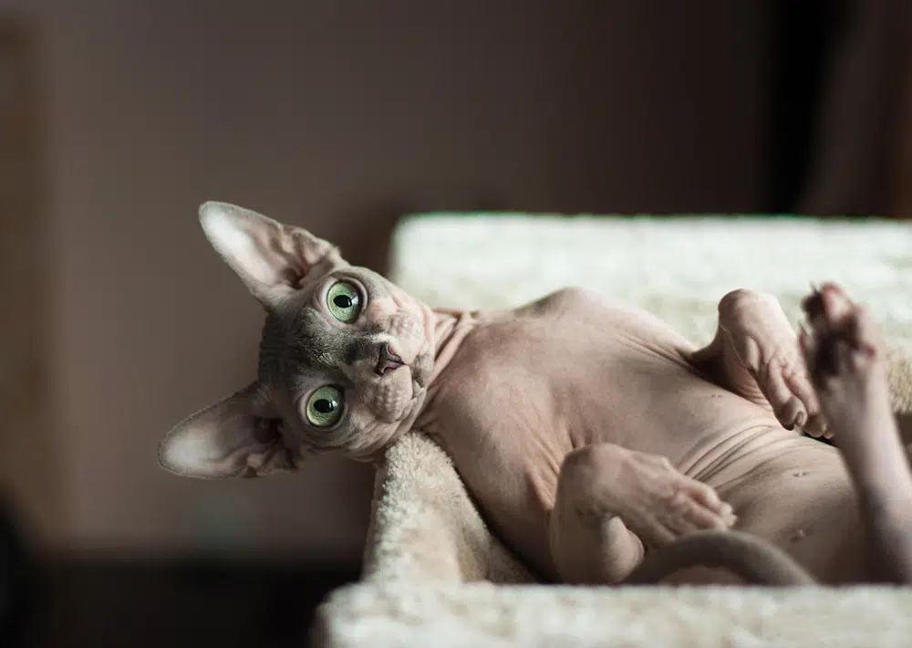 Sphynx is sometimes called an ugly cat breed
