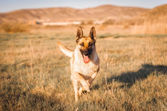 hip dysplasia is common in german shepherd dogs