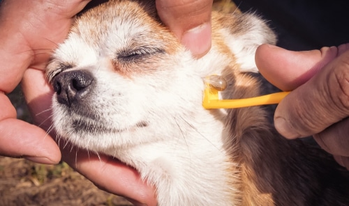 A pet owner demonstrates how to remove a tick properly