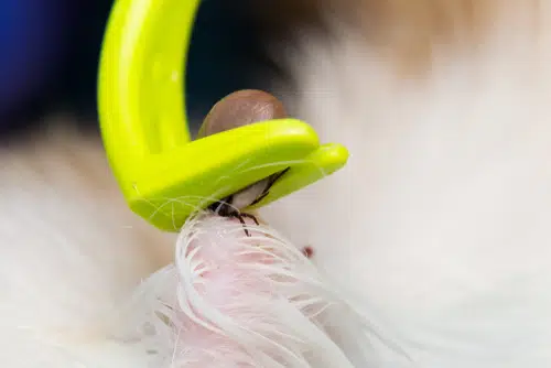 how to remove a tick using a tick removal tool