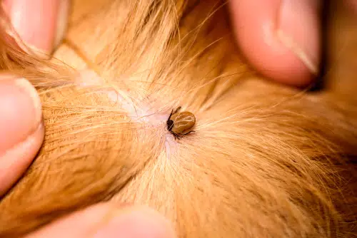 pet owner inspects pet's fur and wonders how to remove a tick