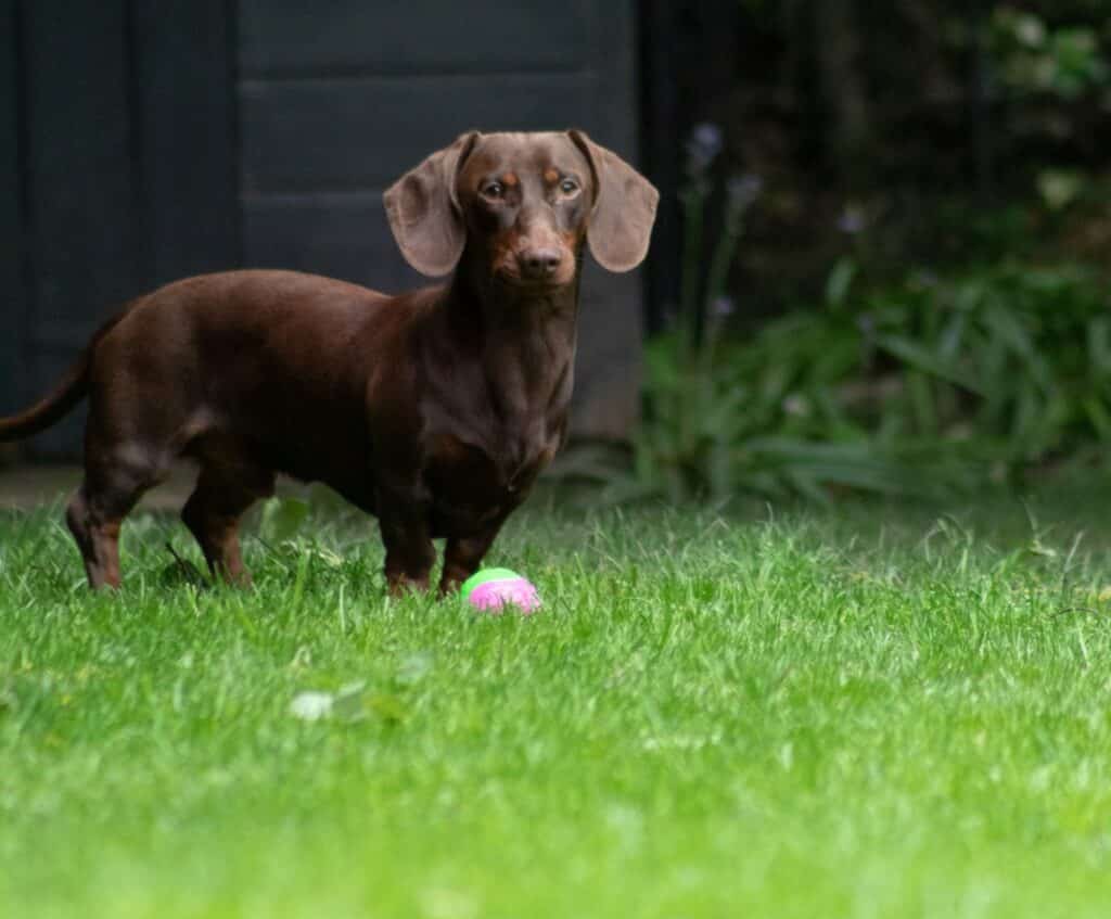 IVDD in Dachshunds like this pup must be guarded against