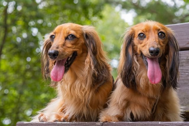 A pair of Dachshunds