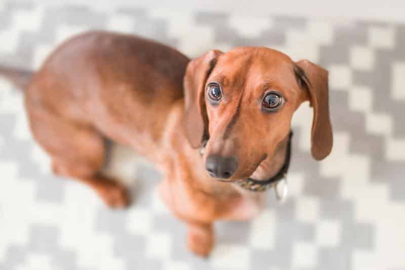 are dachshunds good with cats