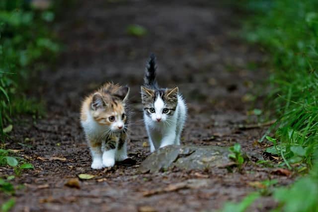 these two kittens walking outside wonder 'do I really need pet insurance'