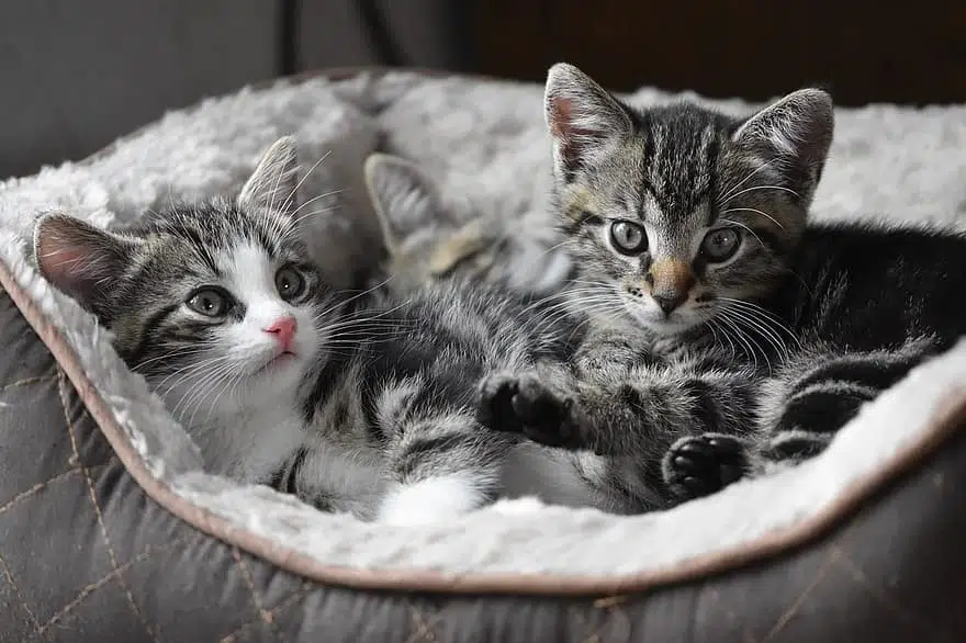 kittens rest after pet vaccinations