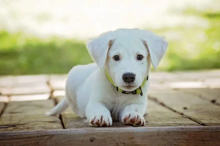 puppy rests after pet vaccinations