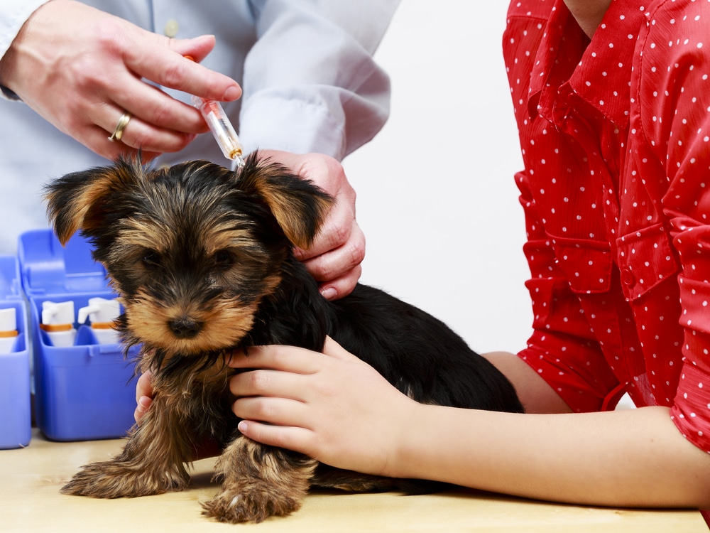 puppy gets its pet vaccinations